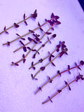 Bacopa salzmannii 'Purple' (10 STEMS)