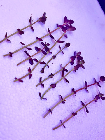 Bacopa salzmannii 'Purple' (10 STEMS)
