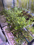 Rotala rotundifolia (WYSIWYG 22x16 Tub for Reference)