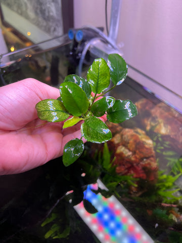 Fully Mature Anubias Nana 'Pinto' (GROWN UNDER WATER!) (1-2" CUTTING PICTURED BELOW)