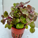 Potted Lobelia cardinalis