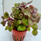 Potted Lobelia cardinalis