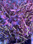 Bacopa salzmannii 'Purple' (10 STEMS)