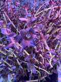 Bacopa salzmannii 'Purple' (10 STEMS)