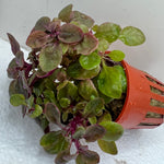 Potted Lobelia cardinalis