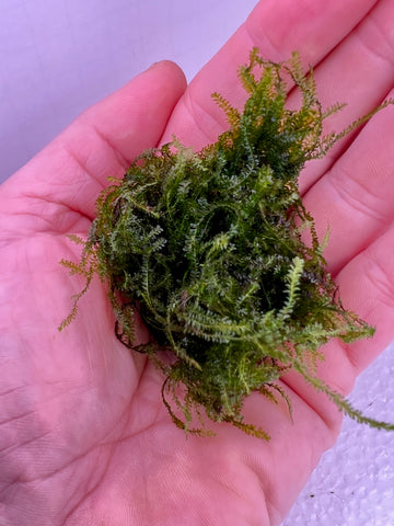 Weeping Moss Portion (Grown Under Water!!)