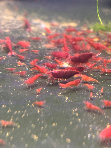 Tank Bred Bloody Mary Shrimp (Neocardinia specie)  (SUB-ADULT ~3/8")