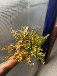 (BULK SALE SEE DETAILS IN DESCRIPTION) Rotala rotundifolia