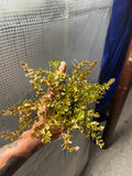 (BULK SALE SEE DETAILS IN DESCRIPTION) Rotala rotundifolia