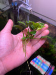 Fully Mature Anubias Nana 'Pinto' (GROWN UNDER WATER!) (1-2" CUTTING PICTURED BELOW)