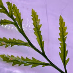 Bolbitis Heudelotii (Water Fern)