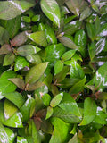 Hygrophila 'Compact"