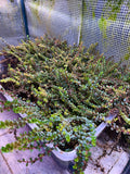 Rotala rotundifolia 'Blood Red' (WYSIWYG 22x16 Tub)