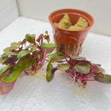 Potted Lobelia cardinalis 'Mini'