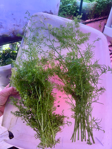 Water Sprite Bunches