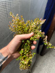 (BULK SALE SEE DETAILS IN DESCRIPTION) Rotala rotundifolia