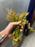 (BULK SALE SEE DETAILS IN DESCRIPTION) Rotala rotundifolia