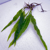 Java Fern Narrow Leaf (Microsorum pteropus)