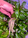 Hygrophila 'Compact"