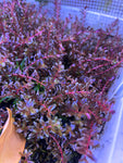 Rotala rotundifolia 'Blood Red' (12 STEMS)
