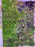 Eleocharis acicularis (WYSIWYG 22x16 Tub for Reference)