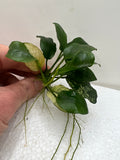 Fully Mature Anubias Nana 'Pinto' (GROWN UNDER WATER!) (1-2" CUTTING PICTURED BELOW)