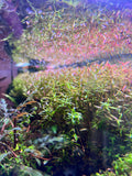 Rotala rotundifolia (Tropica)
