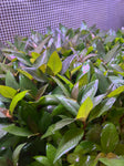 Hygrophila 'Compact"