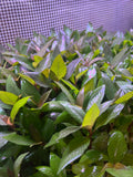 Hygrophila 'Compact"