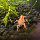 Dwarf Mexican Orange Crayfish (Cambarellus patzcuarensis)