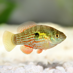 Florida Flagfish (Jordanella floridae)