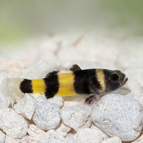 Bumble Bee Goby (Feeding BBS, Frozen Bloodworms, Scuds, Moina, and Blackworms)