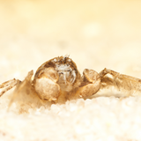Micro Crab