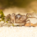 Micro Crab