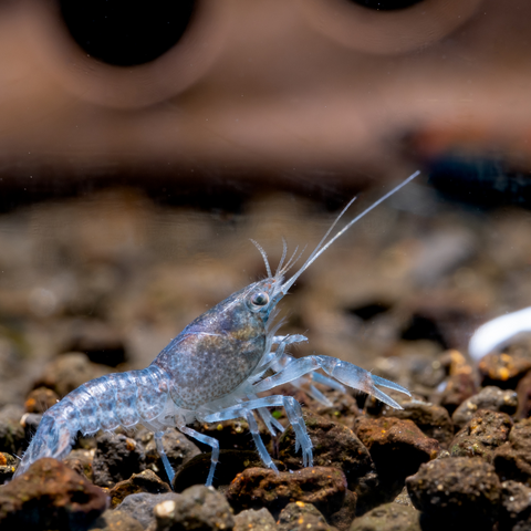 Dwarf Mexican Blue Crayfish (Cambarellus patzcuarensis)
