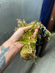 (BULK SALE SEE DETAILS IN DESCRIPTION) Rotala rotundifolia