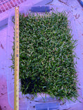 Lilaeopsis brasiliensis 'Micro Sword' 2x2 Mats (EASY CARPET)