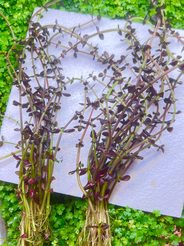 Bacopa salzmannii 'Purple' (AT LEAST 15 STEMS)