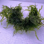 Weeping Moss Portion (Grown Under Water!!)