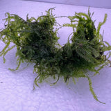 Weeping Moss Portion (Grown Under Water!!)