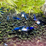 Blue Velvet Shrimp (Neocaridina davidi)