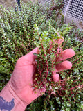 Rotala rotundifolia 'Blood Red' ( AT LEAST 15 STEMS)