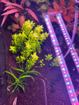 Rotala tulunadensis