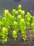 Rotala tulunadensis