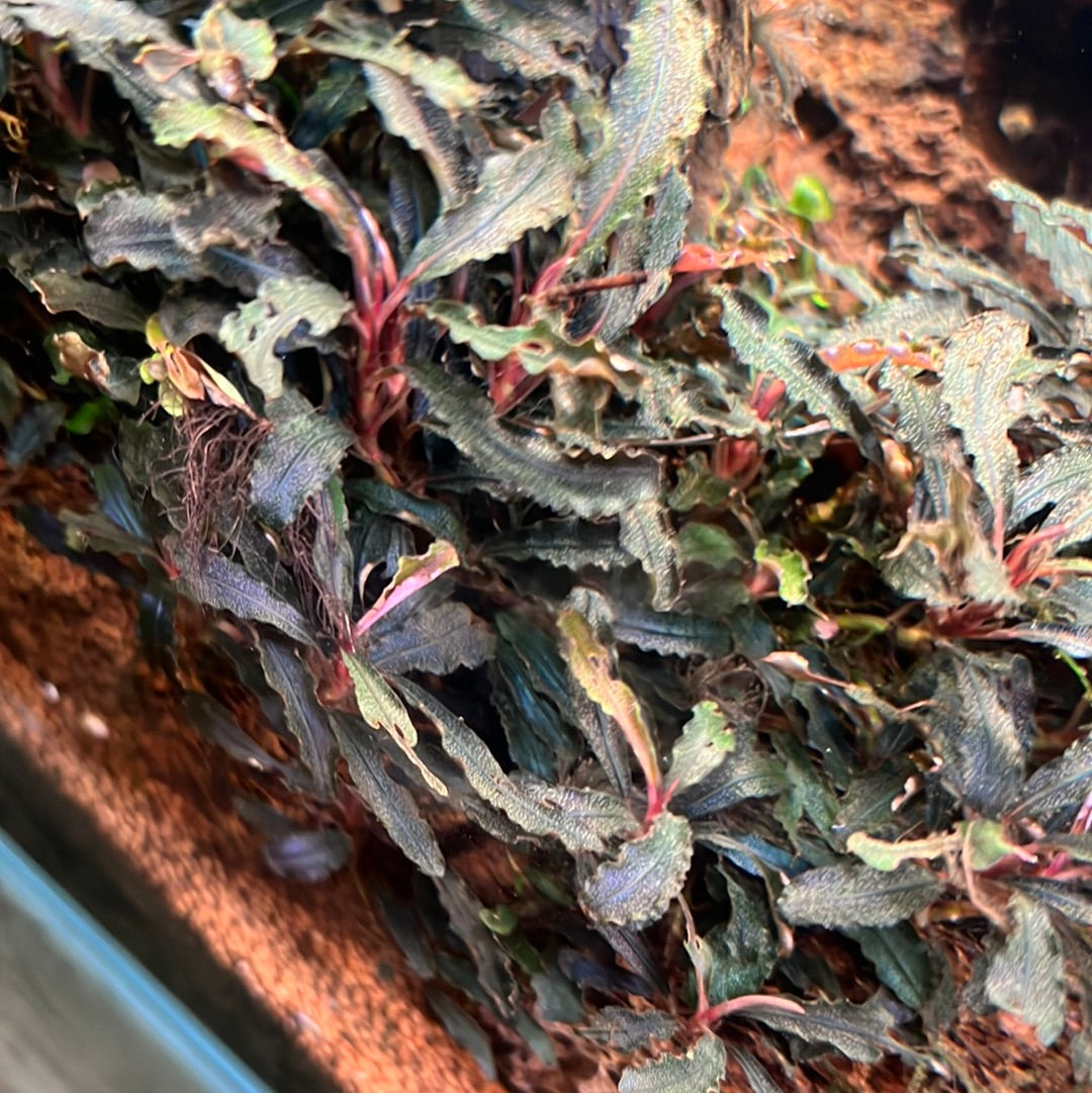Bucephalandra – Aquarium Roots