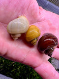 Mystery Snails (Tank Bred and Tank Raised)