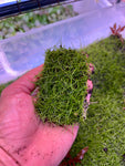 Eleocharis acicularis (1x2 MATS)