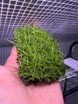Eleocharis acicularis (1x2 MATS)