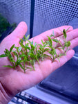 Staurogyne repens (10 STEMS) LOW-TEK CARPET