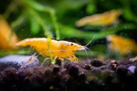 Yellow Gold Back Shrimp